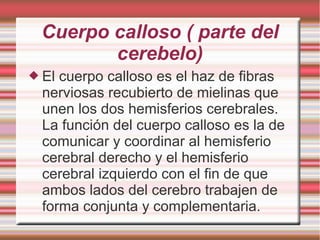 Cuerpo calloso ( parte del
cerebelo)
 El cuerpo calloso es el haz de fibras
nerviosas recubierto de mielinas que
unen los dos hemisferios cerebrales.
La función del cuerpo calloso es la de
comunicar y coordinar al hemisferio
cerebral derecho y el hemisferio
cerebral izquierdo con el fin de que
ambos lados del cerebro trabajen de
forma conjunta y complementaria.
 