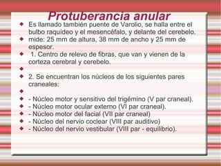 Protuberancia anular Es llamado también puente de Varolio, se halla entre el
bulbo raquídeo y el mesencéfalo, y delante del cerebelo.
 mide: 25 mm de altura, 38 mm de ancho y 25 mm de
espesor.
 1. Centro de relevo de fibras, que van y vienen de la
corteza cerebral y cerebelo.

 2. Se encuentran los núcleos de los siguientes pares
craneales:

 - Núcleo motor y sensitivo del trigémino (V par craneal).
 - Núcleo motor ocular externo (VI par craneal).
 - Núcleo motor del facial (VII par craneal)
 - Núcleo del nervio coclear (VIII par auditivo)
 - Núcleo del nervio vestibular (VIII par - equilibrio).
 