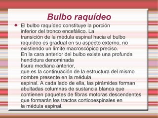 Bulbo raquídeo
 El bulbo raquídeo constituye la porción
inferior del tronco encefálico. La
transición de la médula espinal hacia el bulbo
raquídeo es gradual en su aspecto externo, no
existiendo un límite macroscópico preciso.
En la cara anterior del bulbo existe una profunda
hendidura denominada
fisura mediana anterior,
que es la continuación de la estructura del mismo
nombre presente en la médula
espinal. A cada lado de ella, las pirámides forman
abultadas columnas de sustancia blanca que
contienen paquetes de fibras motoras descendentes
que formarán los tractos corticoespinales en
la médula espinal.
 