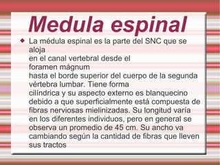 Medula espinal La médula espinal es la parte del SNC que se
aloja
en el canal vertebral desde el
foramen mágnum
hasta el borde superior del cuerpo de la segunda
vértebra lumbar. Tiene forma
cilíndrica y su aspecto externo es blanquecino
debido a que superficialmente está compuesta de
fibras nerviosas mielinizadas. Su longitud varía
en los diferentes individuos, pero en general se
observa un promedio de 45 cm. Su ancho va
cambiando según la cantidad de fibras que lleven
sus tractos
 