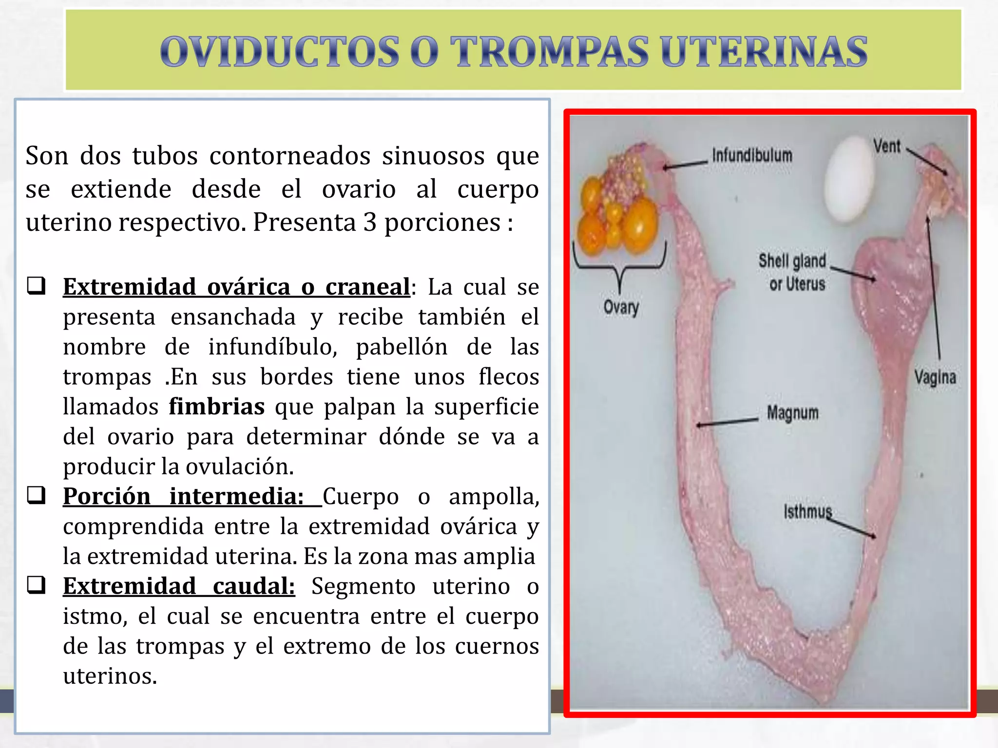APARATO REPRODUCTOR DE LA HEMBRA EN ANIMALES PPTX aparato-reproductor-de-la-hembra-en-animales-pptx