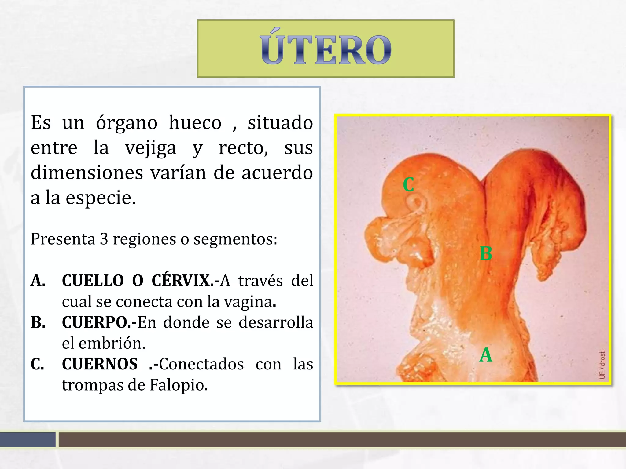 APARATO REPRODUCTOR DE LA HEMBRA EN ANIMALES PPTX aparato-reproductor-de-la-hembra-en-animales-pptx
