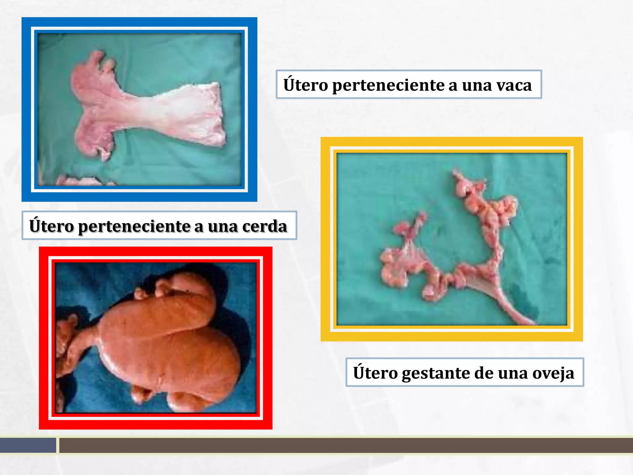 APARATO REPRODUCTOR DE LA HEMBRA EN ANIMALES PPTX aparato-reproductor-de-la-hembra-en-animales-pptx