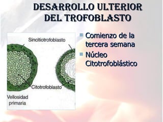 DESARROLLO ULTERIOR DEL TROFOBLASTO Comienzo de la tercera semana Núcleo Citotrofoblástico