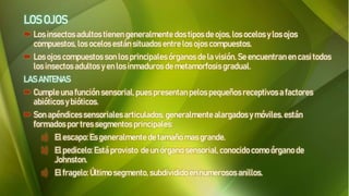 LOS OJOS
 Los insectosadultos tienen generalmente dos tipos de ojos, los ocelos y los ojos
compuestos, los ocelos están situados entre los ojos compuestos.
 Los ojos compuestos son los principalesórganos de la visión. Se encuentran en casi todos
los insectosadultos y en los inmaduros de metamorfosis gradual.
LAS ANTENAS
 Cumple una función sensorial, pues presentan pelos pequeños receptivos a factores
abióticos y bióticos.
 Son apéndicessensorialesarticulados, generalmente alargados y móviles. están
formados por tres segmentos principales:
a) El escapo:Es generalmentede tamaño masgrande.
b) El pedicelo:Está provisto deun órgano sensorial,conocido como órgano de
Johnston.
c) El fragelo: Último segmento, subdivididoen numerosos anillos.
 