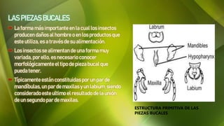 LAS PIEZAS BUCALES
 La forma másimportante en la cual los insectos
producen daños al hombre o en los productos que
este utiliza, es a través de su alimentación.
 Los insectosse alimentan de una forma muy
variada,por ello, es necesarioconocer
morfológicamente el tipo de piezabucal que
pueda tener.
 Típicamenteestán constituidas por un par de
mandíbulas, un par demaxilasy un labium, siendo
consideradoeste ultimo el resultado de la unión
de un segundo par de maxilas.
ESTRUCTURA PRIMITIVA DE LAS
PIEZAS BUCALES
 