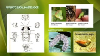 APARATOBUCAL MASTICADOR
AGROTIS IPSILON
 