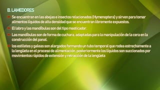B. LAMEDORES
 Se encuentran en las abejase insectosrelacionados (Hymenoptera)y sirven para tomar
alimentos líquidos dealta densidadque se encuentran libremente expuestos.
 El labro ylas mandíbulas son del tipo masticador.
 Las mandíbulas son de forma decuchara, adaptadas para la manipulación de la ceraen la
construcción delpanal.
 los estiletes y galeasson alargados formando un tubo temporal que rodea estrechamentea
la lengüeta en el proceso dealimentación, posteriormente los líquidos son succionados por
movimientos rápidos deextensión y retracción de la lengüeta
 
