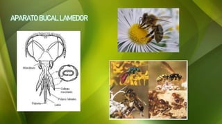 APARATO BUCAL LAMEDOR
 