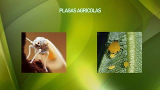 PLAGAS AGRICOLAS
 