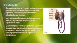 D. CHUPADORES
 Son piezasbucales muy transformadas que sirven
para succionar alimentos líquidos libremente
expuestos o sólidos que previamenteson
solubilizados por la saliva.
 Los insectosque las poseen son las mariposas,
polillas y algunas moscas que no tienen la
capacidaddepicar.
 En las mariposas y polillas (lepidópteros) el órgano
chupador es una proboscis larga que en descanso
se encuentra enrollada en espiraldebajo de la
cabezay que es distendidaen el proceso de
alimentación.
 
