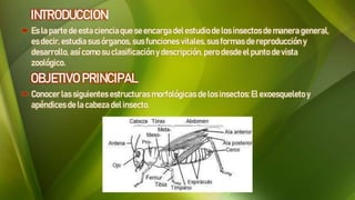 INTRODUCCION
 Es la parte de esta cienciaque se encargadel estudio de los insectosde manera general,
es decir, estudia sus órganos, sus funciones vitales,sus formas de reproducción y
desarrollo, asícomo su clasificacióny descripción,pero desdeel punto devista
zoológico.
OBJETIVO PRINCIPAL
 Conocer las siguientes estructuras morfológicas de los insectos: El exoesqueleto y
apéndicesdela cabeza delinsecto.
 