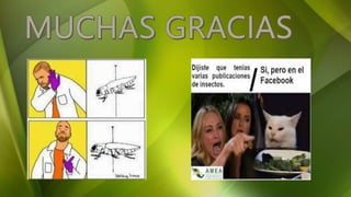 EXPOSICION ENTOMOLOGIA GENERAL.pptx