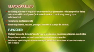 EL EXOESQUELETO
 El exoesqueleto es el esqueleto externo continuo que recubre toda la superficie de los
animales delfilo artrópodos (arácnidos,insectos, crustáceosy otros grupos
relacionados).
 Tegumento o ectoesqueleto
 En otras palabras,recubre, protege y sostiene el cuerpo del insecto.
FUNCIONES:
 Proteger al insecto de los daños externos, ya sea de daños mecánicos, patógenos, insecticidas.
 Proporciona el sostén necesario para la eficacia del aparato muscular
 Brinda una superficie para el sistema receptor sensorial que mantiene al insecto en contacto
con el medio.
 
