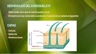 DESVENTAJAS DEL EXOESQUELETO
 Debe mudar para que el insecto pueda crecer.
 El insecto es muy vulnerable cuando esta mudando de un estado al siguiente:
CAPAS
 Cutícula
 Epidermis
 Membrana basal
 