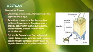 A. CUTÍCULA
Formado por 3 capas:
 Endocuticula: capainterna. Dureza y resistencia.
Es permeableal agua.
 Exocuticula : capa media. Son de naturaleza
quitinosa. Es más oscura. Su quitina posee la
proteína esclerotina y taninos que causan su
endurecimiento, proceso conocido como
esclerotización.
 Epicutícula : Capa externa. Es muy delgada.1
micron de espesor,no quitinosa. Contiene ceras y
aceites funciona como capaimpermeable.Rol
importante contra las pulverizacionesacuosas.
 