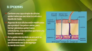 B. EPIDERMIS
 Contiene una capasimple de células
epidermalesque secretanla cutícula y
líquido de muda.
 Algunas de sus células están modificadas
para producir los pelos o setas,para
formar glándulas epidermales
unicelulares, o lassencillasque tiene una
función sensorial.
 En la epidermistambién se encuentran
las células oenocito, cuya función
posiblemente seala desegregar
la membrana basal.
 