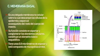 C. MEMBRANA BASAL
 Es una delgadamembrana no celular
sobre la cual descansanlas célulasde la
epidermisy separa al
exoesqueleto del resto del cuerpo del
insecto.
 Su función consiste en soportar y
conglomerar los elementos celulares,
constituye un elemento básico
esquelético.
 Tiene unos 0,5micrómetros de espesor y
está compuesta de mucopolisacáridos.
 