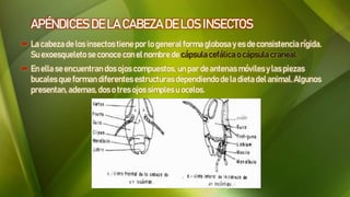 APÉNDICES DE LA CABEZA DE LOS INSECTOS
 La cabezade los insectostiene por lo general forma globosa y es de consistenciarígida.
Su exoesqueleto se conoce con el nombre de cápsula cefálicao cápsula craneal.
 En ella se encuentran dos ojos compuestos, un par deantenas móviles y las piezas
bucales que forman diferentes estructuras dependiendode la dieta delanimal.Algunos
presentan, ademas, dos o tres ojos simplesu ocelos.
 