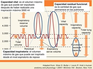 Capacidad vital: es el volumen máximo
de gas que puede ser expulsado
después de haber realizado una
inspiración máxima 3500 ml
Capacidad inspiratoria: el volumen
máximo de gas que puede ser inspirado
desde el nivel espiratorio de reposo
Capacidad residual funcional:
es la cantidad de gas que
permanece en los pulmones
 