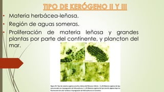 • Materia herbácea-leñosa.
• Región de aguas someras.
• Proliferación de materia leñosa y grandes
plantas por parte del continente, y plancton del
mar.
 