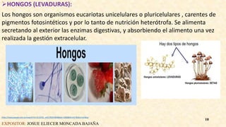HONGOS (LEVADURAS):
Los hongos son organismos eucariotas unicelulares o pluricelulares , carentes de
pigmentos fotosintéticos y por lo tanto de nutrición heterótrofa. Se alimenta
secretando al exterior las enzimas digestivas, y absorbiendo el alimento una vez
realizada la gestión extracelular.
https://www.google.com.ec/search?rlz=1C1CHZL_esEC765EC800&biw=1366&bih=657&tbm=isch&sa
EXPOSITOR: JOSUE ELIECER MONCADA BAJAÑA
10
 