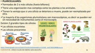 • PLURICELULARES:
Formados de 2 o más células (hasta billones).
Tiene una organización mas compleja como las plantas o los animales.
Tienen la ventaja que si una célula se deteriora o muere, puede ser reemplazada por
otra.
La mayoría d los organismos pluricelulares son macroscópicos, es decir se pueden ver
sin necesidad de instrumentos como el microscopio.
Existen 2 grandes tipos de células:
 Las células eucariotas
 Las células procariotas
https://www.google.com.ec/search?q=pluricelulares&rlz=1C1CHZL_esEC765EC800&source
EXPOSITOR: JOSUE ELIECER MONCADA BAJAÑA 11
 