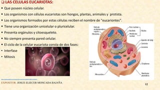  LAS CELULAS EUCARIOTAS:
 Que poseen núcleo celular.
 Los organismos con células eucariotas son hongos, plantas, animales y protista.
 Los organismos formados por estas células reciben el nombre de "eucariontes".
 Tiene una organización unicelular o pluricelular.
 Presenta orgánulos y citoesqueleto.
 No siempre presenta pared celular.
 El ciclo de la celular eucariota consta de dos fases:
• Interfase
• Mitosis
https://www.google.com.ec/search?q=eucariota+CONCEPTO&rlz=1C1CHZL_
EXPOSITOR: JOSUE ELIECER MONCADA BAJAÑA
12
 