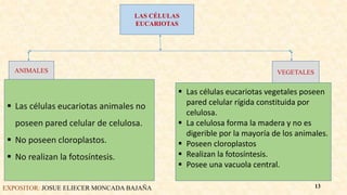 EXPOSITOR: JOSUE ELIECER MONCADA BAJAÑA 13
LAS CÉLULAS
EUCARIOTAS
ANIMALES VEGETALES
 Las células eucariotas animales no
poseen pared celular de celulosa.
 No poseen cloroplastos.
 No realizan la fotosíntesis.
 Las células eucariotas vegetales poseen
pared celular rígida constituida por
celulosa.
 La celulosa forma la madera y no es
digerible por la mayoría de los animales.
 Poseen cloroplastos
 Realizan la fotosíntesis.
 Posee una vacuola central.
 