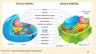 EXPOSITOR: JOSUE ELIECER MONCADA BAJAÑA 14
 