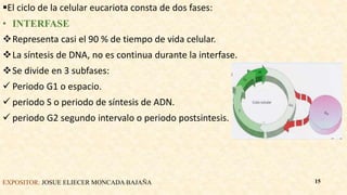 El ciclo de la celular eucariota consta de dos fases:
• INTERFASE
Representa casi el 90 % de tiempo de vida celular.
La síntesis de DNA, no es continua durante la interfase.
Se divide en 3 subfases:
 Periodo G1 o espacio.
 periodo S o periodo de síntesis de ADN.
 periodo G2 segundo intervalo o periodo postsintesis.
EXPOSITOR: JOSUE ELIECER MONCADA BAJAÑA 15
 