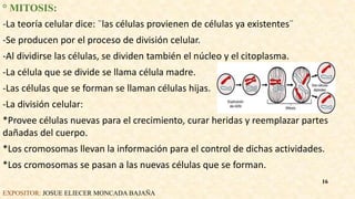 ° MITOSIS:
-La teoría celular dice: ¨las células provienen de células ya existentes¨
-Se producen por el proceso de división celular.
-Al dividirse las células, se dividen también el núcleo y el citoplasma.
-La célula que se divide se llama célula madre.
-Las células que se forman se llaman células hijas.
-La división celular:
*Provee células nuevas para el crecimiento, curar heridas y reemplazar partes
dañadas del cuerpo.
*Los cromosomas llevan la información para el control de dichas actividades.
*Los cromosomas se pasan a las nuevas células que se forman.
EXPOSITOR: JOSUE ELIECER MONCADA BAJAÑA
16
 