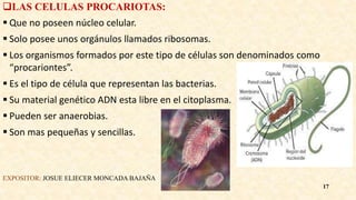 LAS CELULAS PROCARIOTAS:
 Que no poseen núcleo celular.
 Solo posee unos orgánulos llamados ribosomas.
 Los organismos formados por este tipo de células son denominados como
“procariontes”.
 Es el tipo de célula que representan las bacterias.
 Su material genético ADN esta libre en el citoplasma.
 Pueden ser anaerobias.
 Son mas pequeñas y sencillas.
EXPOSITOR: JOSUE ELIECER MONCADA BAJAÑA
17
 