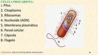 CÉLULA PROCARIOTA:
1. Pilus
2. Citoplasma
3. Ribosomas
4. Nucleoide (ADN)
5. Membrana plasmática
6. Pared celular
7. Cápsula
8. Flagelo
EXPOSITOR: JOSUE ELIECER MONCADA BAJAÑA 18
 