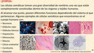 TIPOS:
Las células somáticas toman una gran diversidad de nombres una vez que están
completamente constituidas dentro de los órganos y tejidos humanos.
Al alcanzar ese punto, poseen diferentes funciones dependiendo del sistema al que
pertenezcan. Algunos ejemplos de células somáticas que encontramos en el
cuerpo humano son:
• Neuronas
• Glóbulos rojos
• Glóbulos blancos
• Hepatocitos
• Melanocitos
• Miocito
• Célula endotelial
• Condrocito
• Osteocito EXPOSITOR: JOSUE ELIECER MONCADA BAJAÑA
20
 