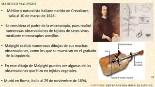 MARCELO MALPIGHI
• Médico y naturalista italiano nacido en Crevalcore,
Italia al 10 de marzo de 1628.
• Se considera el padre de la microscopía, pues realizó
numerosas observaciones de tejidos de seres vivos
mediante microscopios sencillos.
• Malpighi realizó numerosos dibujos de sus muchas
observaciones, como los que se muestran en el grabado
de la izquierda.
• En este dibujo de Malpighi puedes ver algunas de las
observaciones que hizo en tejidos vegetales.
• Murió en Roma, Italia al 29 de noviembre de 1694.
EXPOSITOR: ERICKA MELISSA MORALES SANCHEZ.
23
 