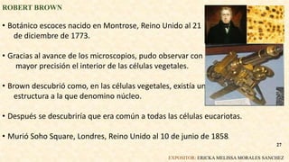 ROBERT BROWN
• Botánico escoces nacido en Montrose, Reino Unido al 21
de diciembre de 1773.
• Gracias al avance de los microscopios, pudo observar con
mayor precisión el interior de las células vegetales.
• Brown descubrió como, en las células vegetales, existía una
estructura a la que denomino núcleo.
• Después se descubriría que era común a todas las células eucariotas.
• Murió Soho Square, Londres, Reino Unido al 10 de junio de 1858.
EXPOSITOR: ERICKA MELISSA MORALES SANCHEZ
27
 
