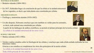 MATTHIAS SCHLEIDEN
• Botánico alemán (1804-1881)
• En 1837, Schleiden llego a la conclusión de que la célula es la unidad estructural
de los vegetales, es decir, que toda planta esta constituida por células.
THEODOR SCHWANN
• Fisiólogo y anatomista alemán (1810-1882).
• Un año después, Schwann concluyo que esto también es valido para los animales,
es decir, todo animal esta constituido por células.
A partir de los hallazgos de ambos científicos, se postulo el primer principio de la teoría celular:
La célula es la unidad estructural de los seres vivos.
RUDOLF VIRCHOW
• Medico alemán (1821-1902).
• Virchov realizo estudios sobre la fisiología de las células y concluyo que cada célula aislada realizaba las tres
funciones vitales.
Gracias a sus estudios se completaron los otros dos principios de la teoría celular:
La célula es la unidad funcional de los seres vivos.
Toda célula procede de otra anterior. EXPOSITOR: ERICKA MELISSA MORALES SANCHEZ
28
 