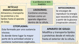 EXPOSITOR: JOSUE ELIECER MONCADA BAJAÑA.
3
LA CÉLULA Y SUS
PARTES
CITOPLASMA:
Esta formado por una sustancia
viscosa.
Es donde tiene lugar la mayor
parte de la actividad celular y
contiene numerosos orgánulos.
RETÍCULO
ENDOPLASMÁTICO:
Almacena y transporta
las proteínas y los
lípidos hasta el aparato
de Golgi.
MITOCONDRIAS:
Se encargan de
reproducir la energía
que necesita la célula
a partir de la glucosa
(respiración celular).
APARATO DE GOLGI:
Modifica y transporta lípidos
y proteínas desde el retículo
hasta el exterior de la célula.
LISOSOMAS:
Contiene enzimas.
Actúan como un
aparato digestivo
dentro de la célula.
 