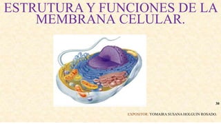ESTRUTURA Y FUNCIONES DE LA
MEMBRANA CELULAR.
EXPOSITOR: YOMAIRA SUSANA HOLGUIN ROSADO.
30
 