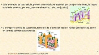 • Es la envoltura de toda célula, pero es una envoltura especial: por una parte la limita, la separa
y aisla del entorno, por otra, permite el transito selectivo (pasivo).
• El transporte activo de sustancias, tanto desde el exterior hacia el núcleo (endocitosis), como
en sentido contrario (exocitosis).
EXPOSITOR: YOMAIRA SUSANA HOLGUIN ROSADO.
31
 
