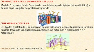 ESTRUCTURA DE LA MEMBRANA CELULAR.
Modelo “ mosaico fluido ” consta de una doble capa de lípidos (bicapa lipídica) y
de una capa irregular de proteínas y glúcidos.
MEMBRANA CELULAR.
Los lípidos (fosfolípidos) se encargan de dar estructura y consistencia;pero también
fluideza través de los glucolípidos mediante sus extremos “ hidrofóbico “ e “
hidrofilico “.
EXPOSITOR: YOMAIRA SUSANA HOLGUIN ROSADO. 32
 