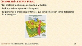 ASIMETRÍA ESTRUCTURAL
 Las proteína también dan estructura y fluidez:
• Endroproteinas o proteínas integrales.
• Epiproteinas o proteínas periféricas, que también actúan como detectores
inmunológicos.
EXPOSITOR: YOMAIRA SUSANA HOLGUIN ROSADO. 33
 