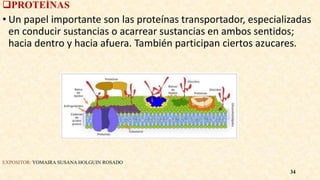 PROTEÍNAS
• Un papel importante son las proteínas transportador, especializadas
en conducir sustancias o acarrear sustancias en ambos sentidos;
hacia dentro y hacia afuera. También participan ciertos azucares.
EXPOSITOR: YOMAIRA SUSANA HOLGUIN ROSADO
34
 