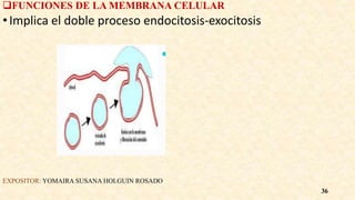 FUNCIONES DE LA MEMBRANA CELULAR
•Implica el doble proceso endocitosis-exocitosis
EXPOSITOR: YOMAIRA SUSANA HOLGUIN ROSADO
36
 