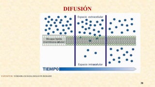 DIFUSIÓN
EXPOSITOR: YOMAIRA SUSANA HOLGUIN ROSADO
38
 