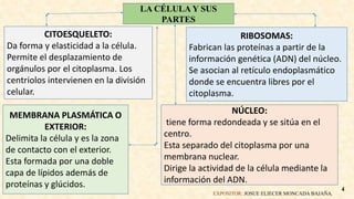 EXPOSITOR: JOSUE ELIECER MONCADA BAJAÑA.
4
RIBOSOMAS:
Fabrican las proteínas a partir de la
información genética (ADN) del núcleo.
Se asocian al retículo endoplasmático
donde se encuentra libres por el
citoplasma.
CITOESQUELETO:
Da forma y elasticidad a la célula.
Permite el desplazamiento de
orgánulos por el citoplasma. Los
centriolos intervienen en la división
celular.
LA CÉLULA Y SUS
PARTES
NÚCLEO:
tiene forma redondeada y se sitúa en el
centro.
Esta separado del citoplasma por una
membrana nuclear.
Dirige la actividad de la célula mediante la
información del ADN.
MEMBRANA PLASMÁTICA O
EXTERIOR:
Delimita la célula y es la zona
de contacto con el exterior.
Esta formada por una doble
capa de lípidos además de
proteínas y glúcidos.
 