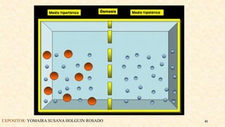 EXPOSITOR: YOMAIRA SUSANA HOLGUIN ROSADO 41
 