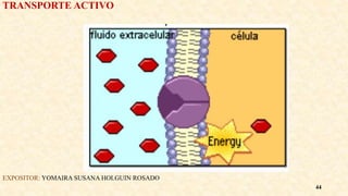 TRANSPORTE ACTIVO
EXPOSITOR: YOMAIRA SUSANA HOLGUIN ROSADO
44
 