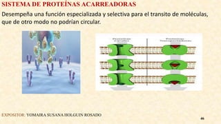 SISTEMA DE PROTEÍNAS ACARREADORAS
Desempeña una función especializada y selectiva para el transito de moléculas,
que de otro modo no podrían circular.
EXPOSITOR: YOMAIRA SUSANA HOLGUIN ROSADO
46
 